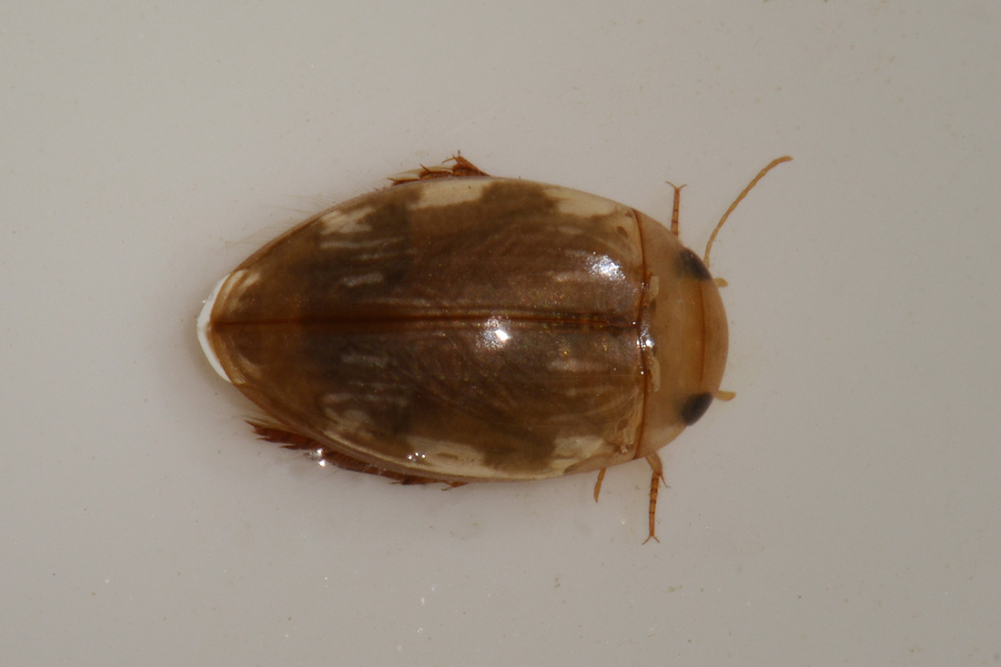 Dytiscidae: Laccophilus cfr.  hyalinus